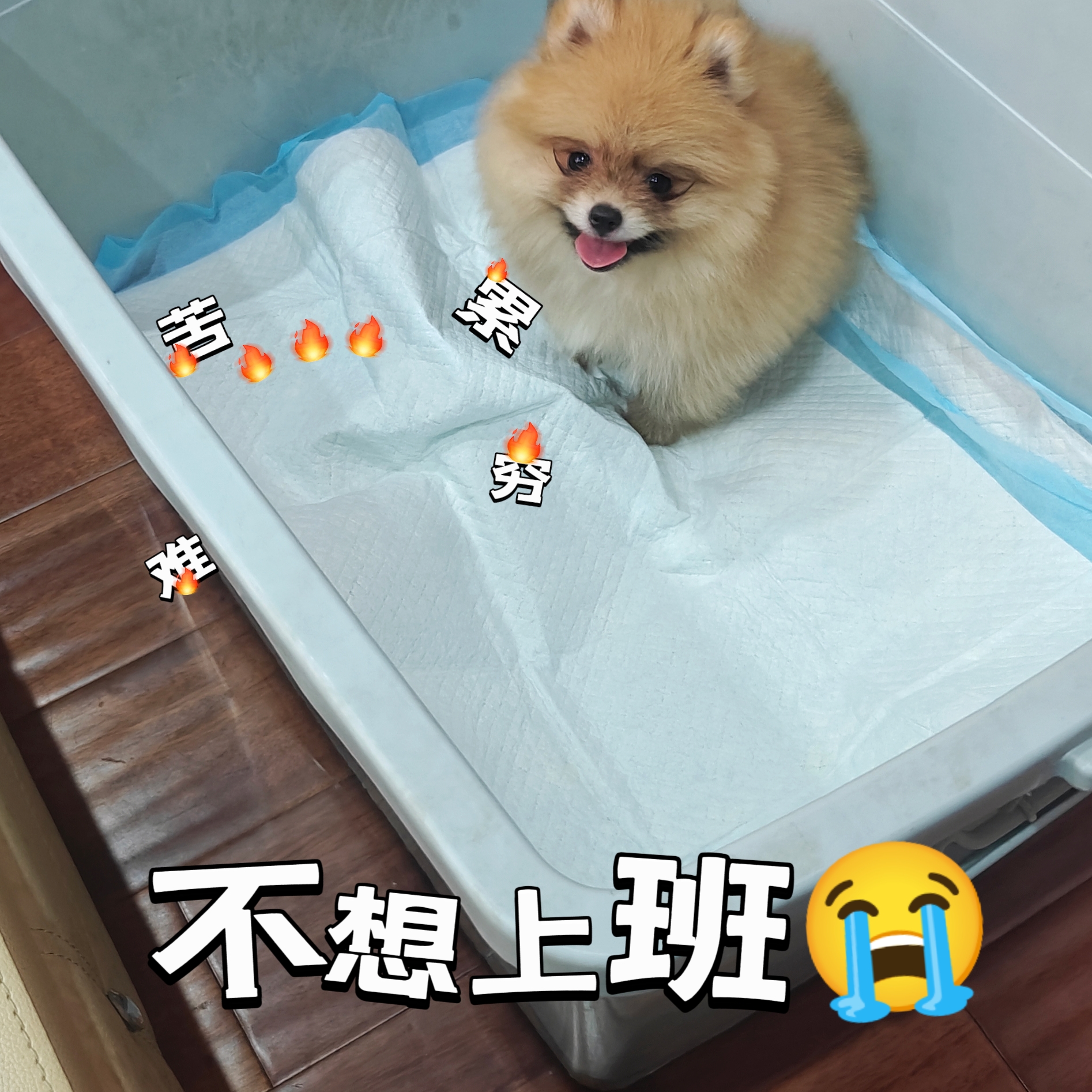 小博美，可转人工嘟嘟